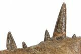 Xiphactinus Pre-Maxillary with Teeth - Smoky Hill Chalk, Kansas #62791-2